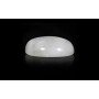 Moonstone 20X15 MM 12.45 Carats